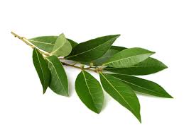 LAUREL X ATADO